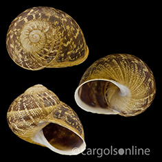 IMG_detallada/Cornu aspersum.jpg